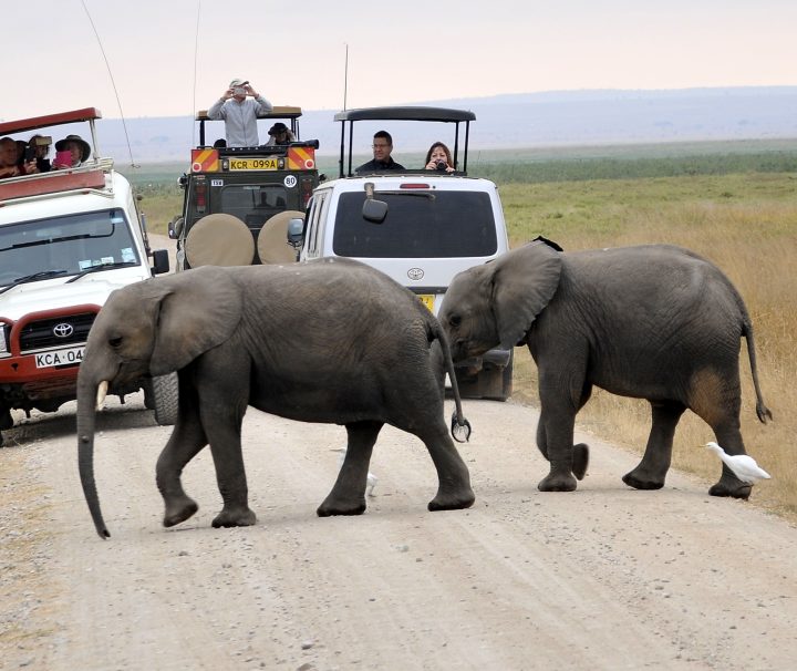 elephants crossing amboseli-national-park