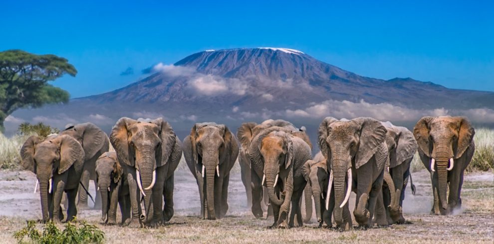 elephants at amboseli-national-park