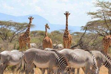samburu-national-park giraffes and zebras