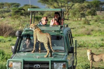 cheetahs at masai-mara