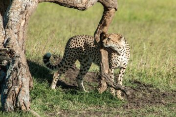 Masai Mara| Lake Nakuru |Lake Naivasha| Amboseli 7 Days Safari