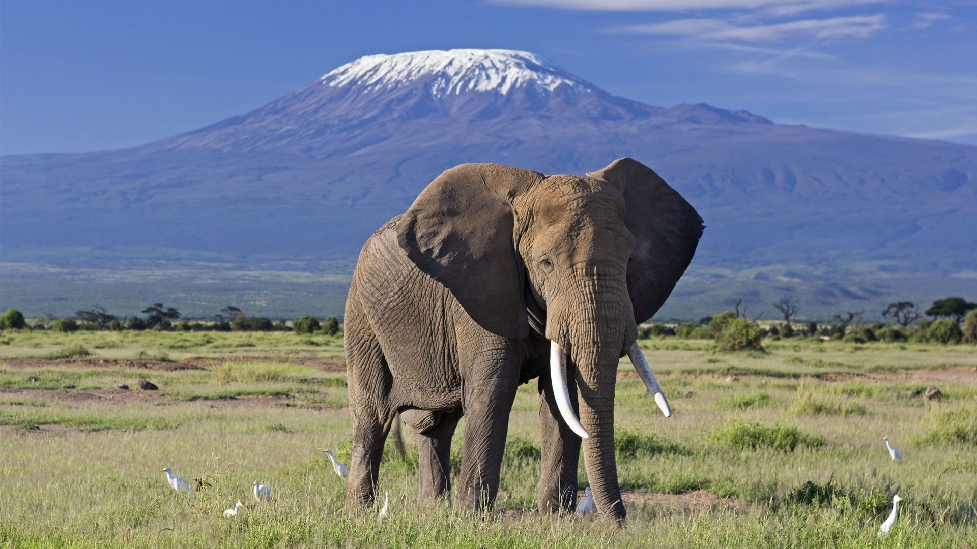 elephant-bull-front-of-kilimanjaro-amboseli