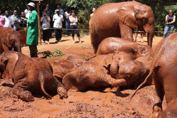 elephants at an animal orphanage in Nairobi