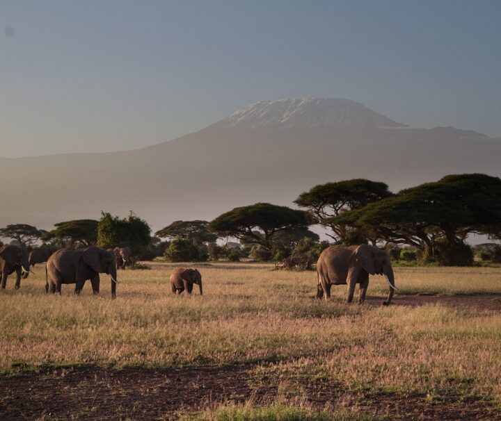 3 Days Amboseli Safari