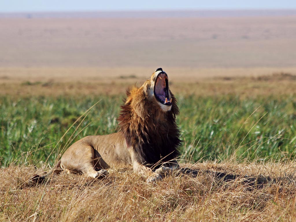 lion at masai-mara