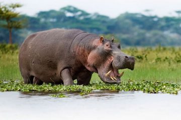 hippo-in-lake-naivasha