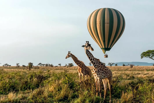 giraffes and hot air balloon
