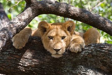 lion on a branch