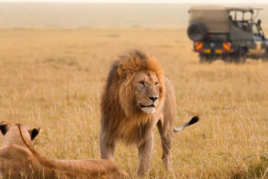 lions at maasai_mara_national_reserve