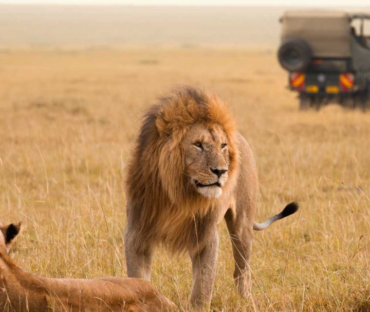 Masai Mara| Amboseli| Lake Nakuru 7 Days Safari