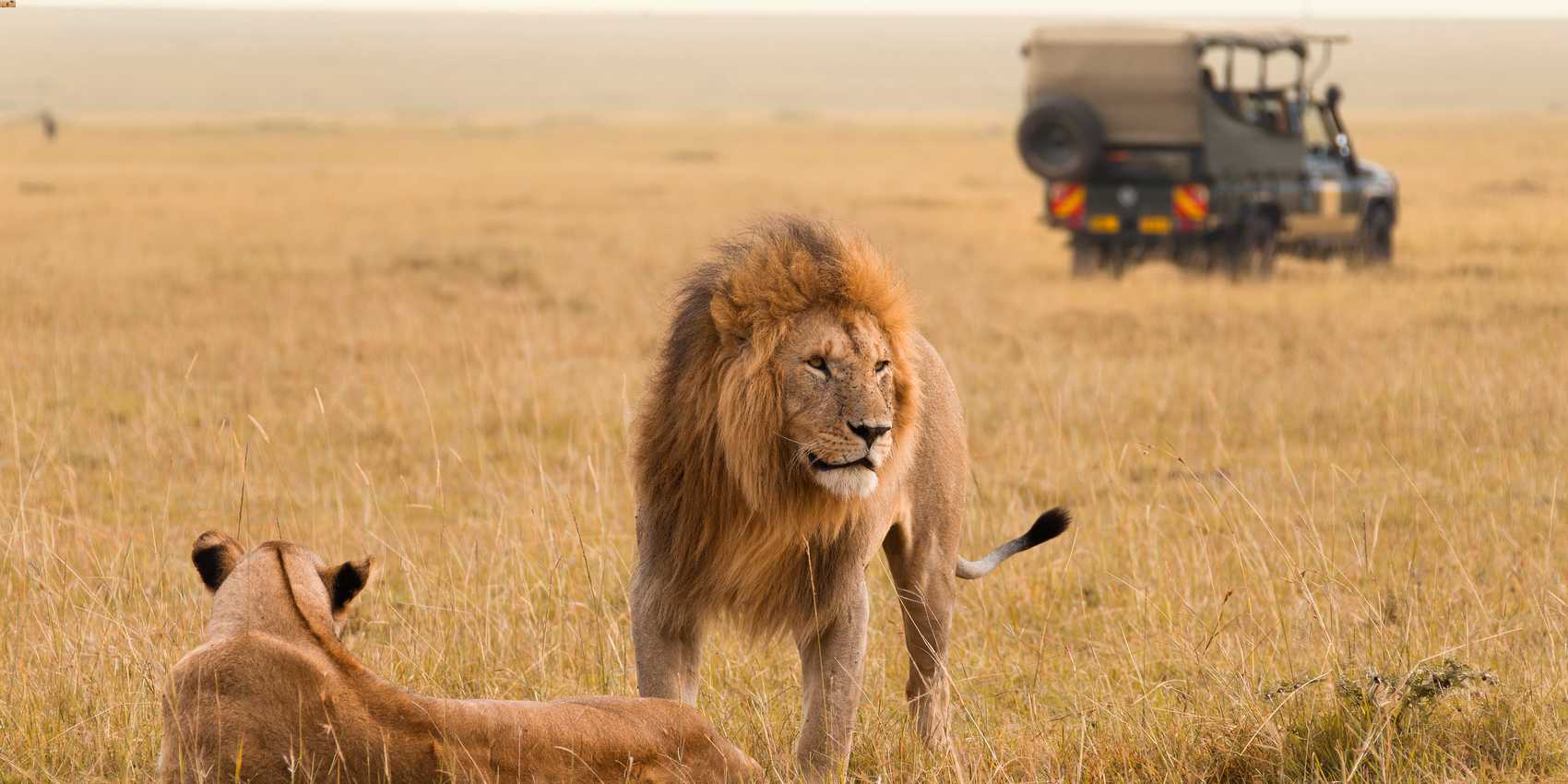 lions at maasai_mara_national_reserve