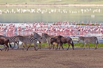 zebras, wildebeest and flamingos manyara