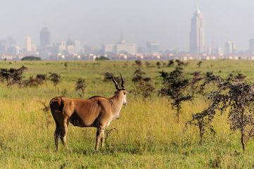 Antelope at Nairobi national park