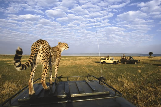 cheetah in ngorongoro