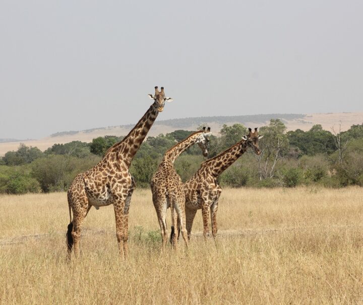 6 Days Safari In Masai Mara, Lake Nakuru And Samburu Game