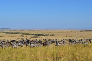 7 Days Safari In Tsavo, Amboseli, Naivasha, Nakuru And Masai Mara