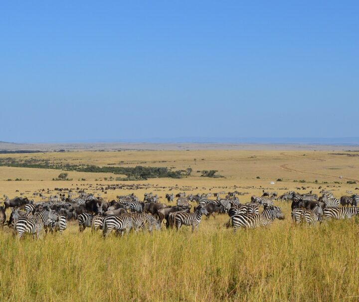 7 Days Safari In Tsavo, Amboseli, Naivasha, Nakuru And Masai Mara