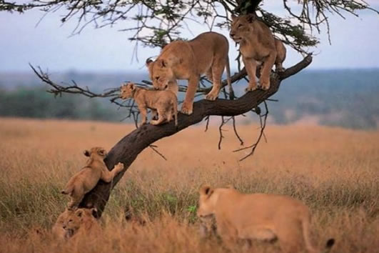 lions on a tree