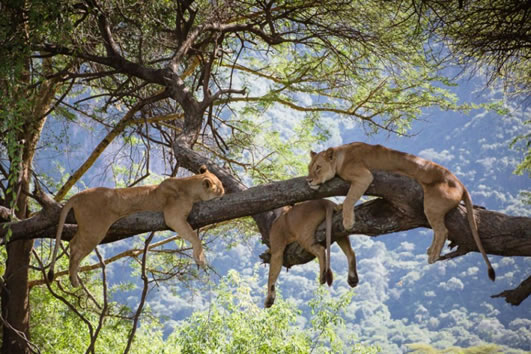 lionesses relaxing