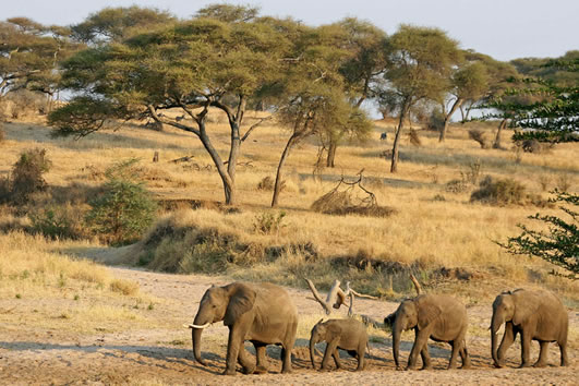 elephants at tsavo