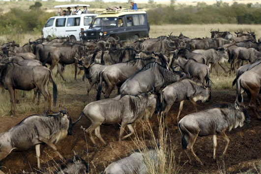wildebeest migration in Serengeti