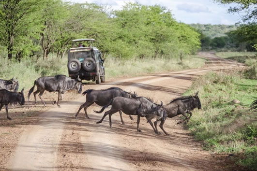 wildebeests in tanzania