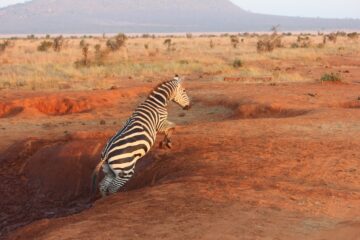 12 Days Safari In Tsavo, Taita Hills, Amboseli to Masai Mara