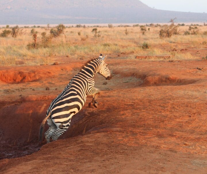 12 Days Safari In Tsavo, Taita Hills, Amboseli to Masai Mara