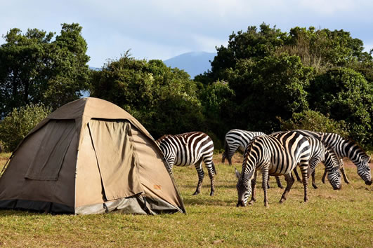 zebras near camping tent