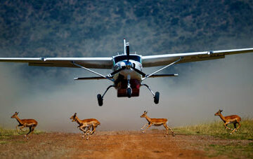 Masai Mara Game Reserve Flying Safari 3 Days 2 Nights