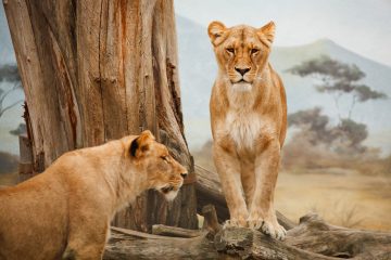lions in the masai-mara
