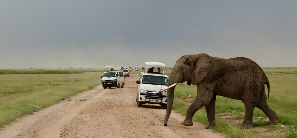 Best Time to Visit Kenya for Safaris