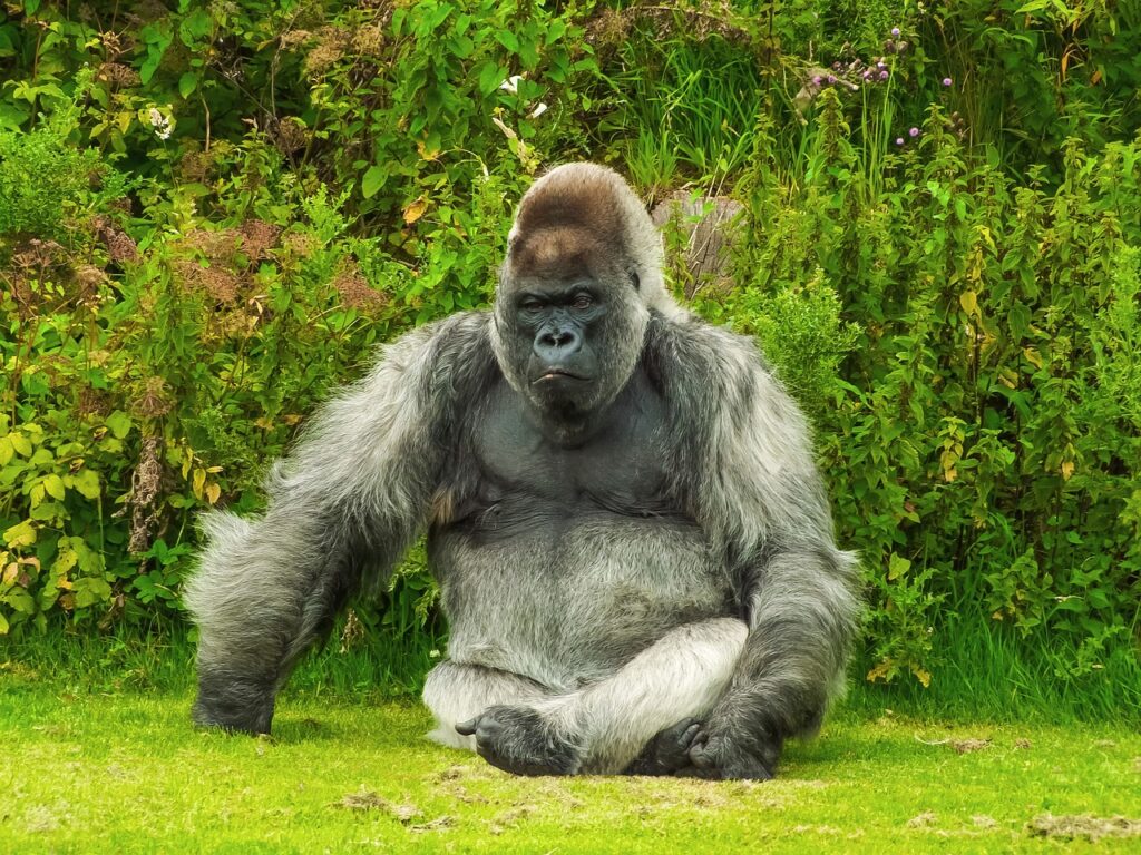 The Great Ape Debate: Gorilla Trekking in Rwanda vs. Uganda