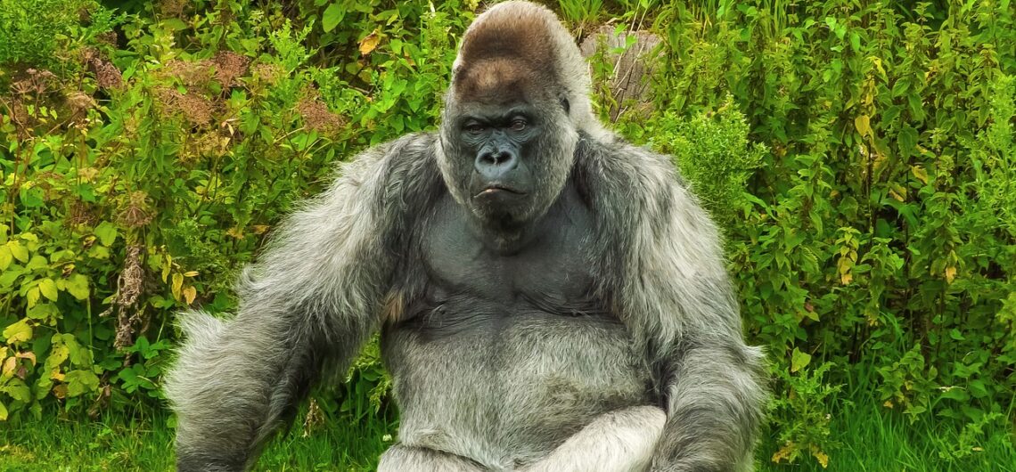 The Great Ape Debate: Gorilla Trekking in Rwanda vs. Uganda