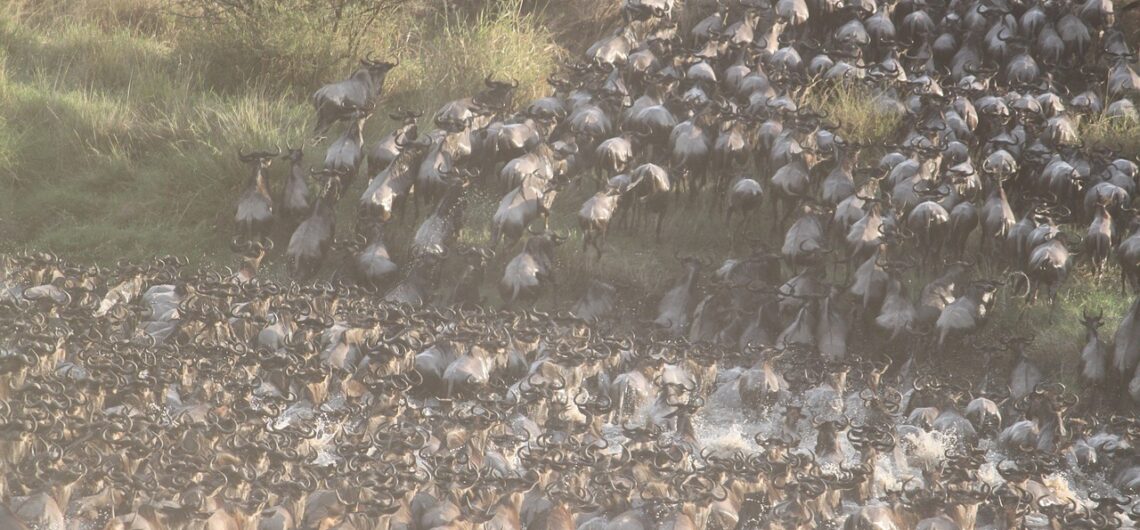 The Ultimate Guide to the Great Migration in Kenya