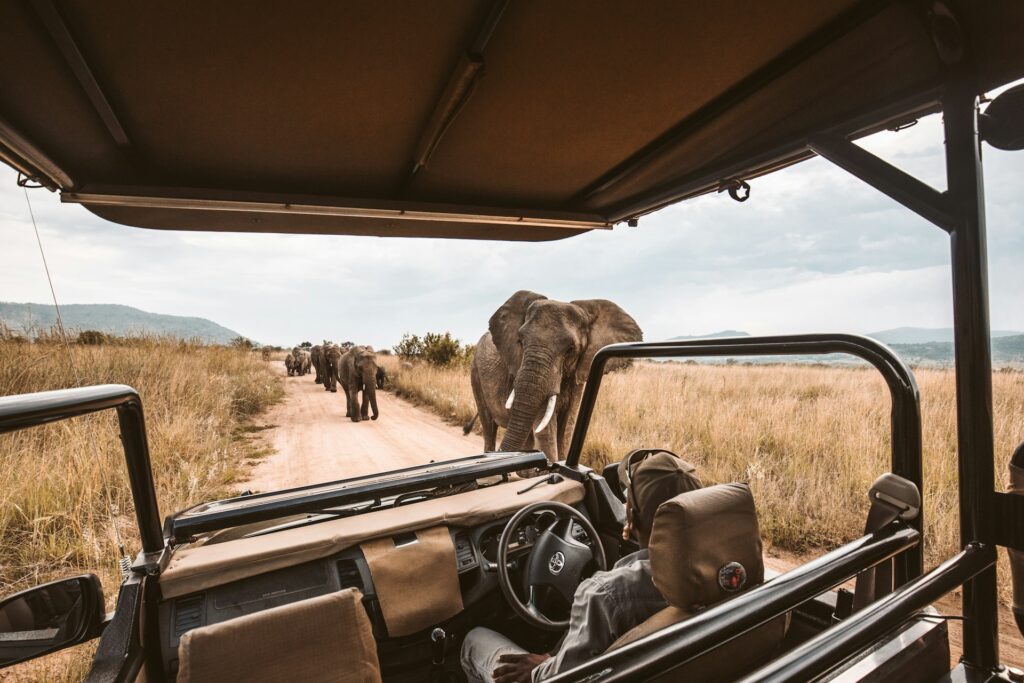 How to Plan Your Safari