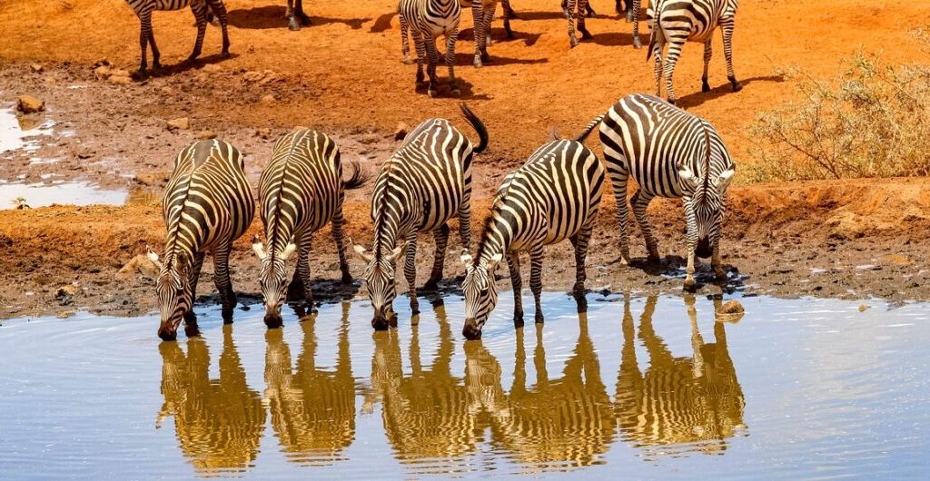 How much does a Safari in Kenya Cost