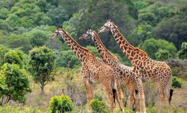 africa safari