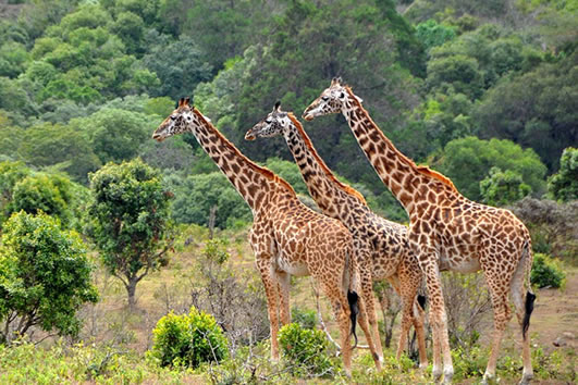 11 Days Safari In Kenya And Tanzania