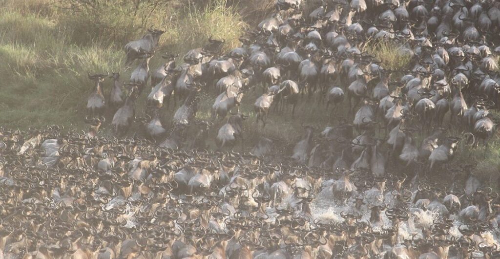 The Ultimate Guide to the Great Migration in Kenya