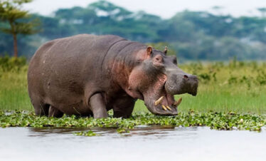 hippo in lake naivasha