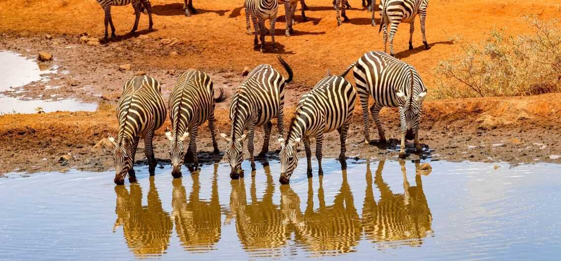 how-much-does-a-safari-in-kenya-cost