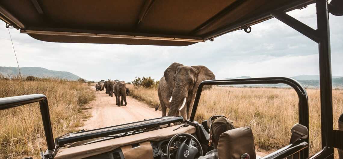 how-to-plan-your-safari-embark-on-an-adventure