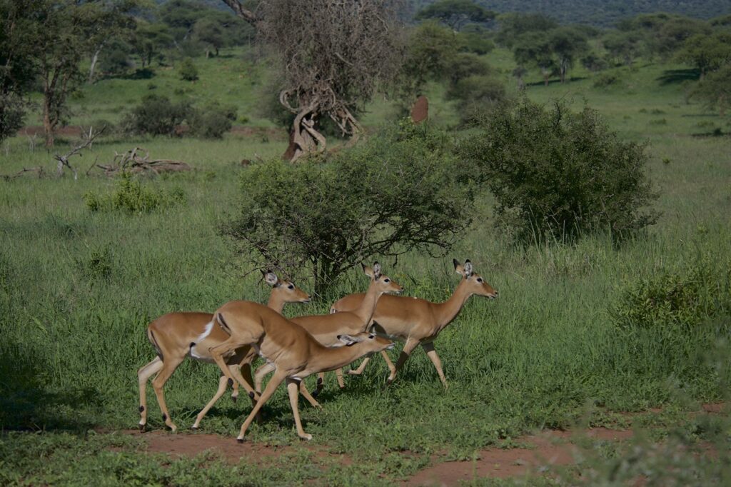 3 Days Classic Tanzania Safari