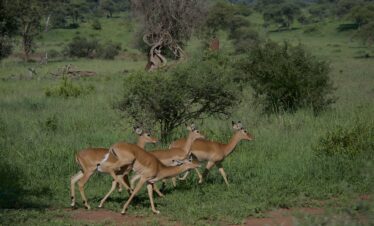 impala 6950983 1280