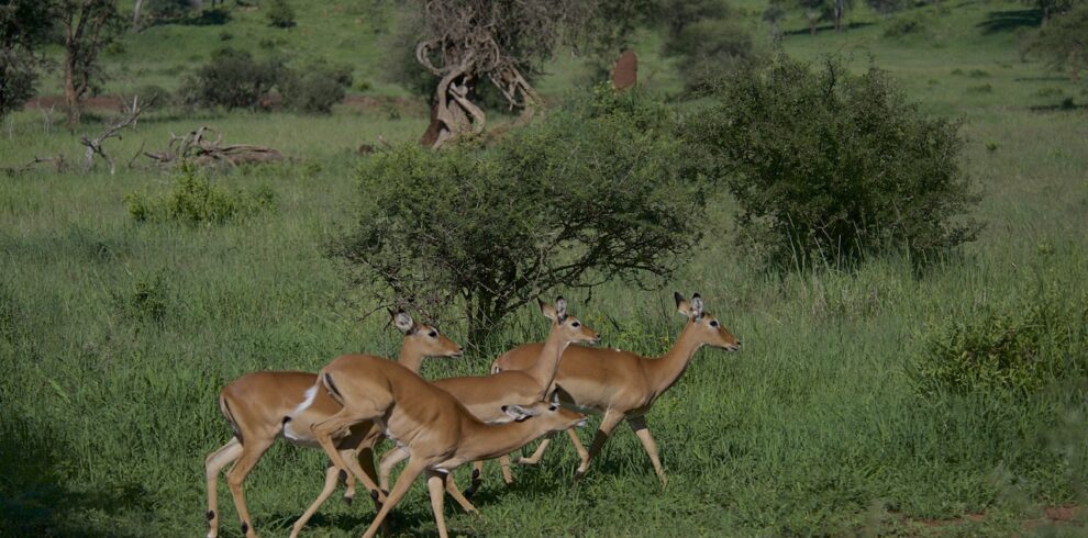 3 Days Classic Tanzania Safari