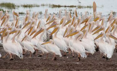 lake manyara