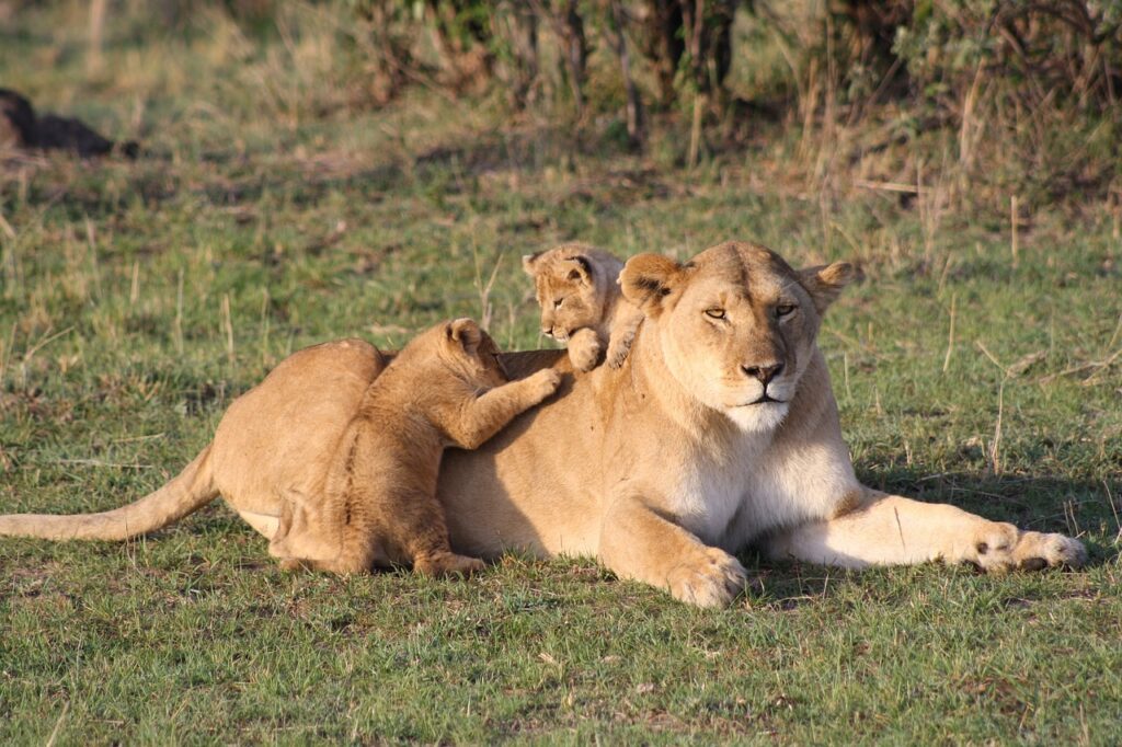4 Days Masai Mara Safari