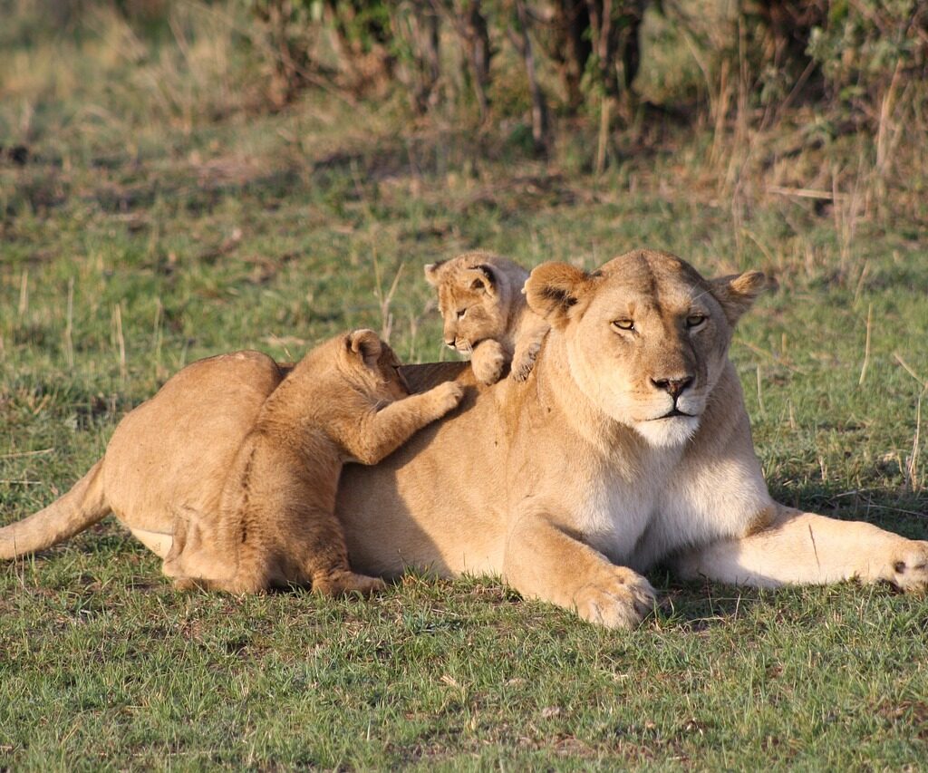 4 Days Masai Mara Safari