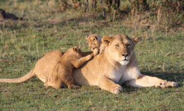 lion 3006875 1280